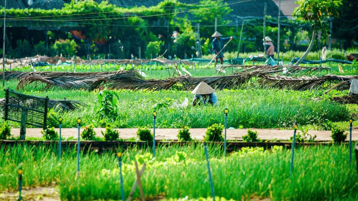 ค้นพบหมู่บ้านหัตถกรรมดั้งเดิม 5 อันดับแรกของฮอยอัน: การเดินทางเพื่ออนุรักษ์จิตวิญญาณโบราณของเมืองเก่า