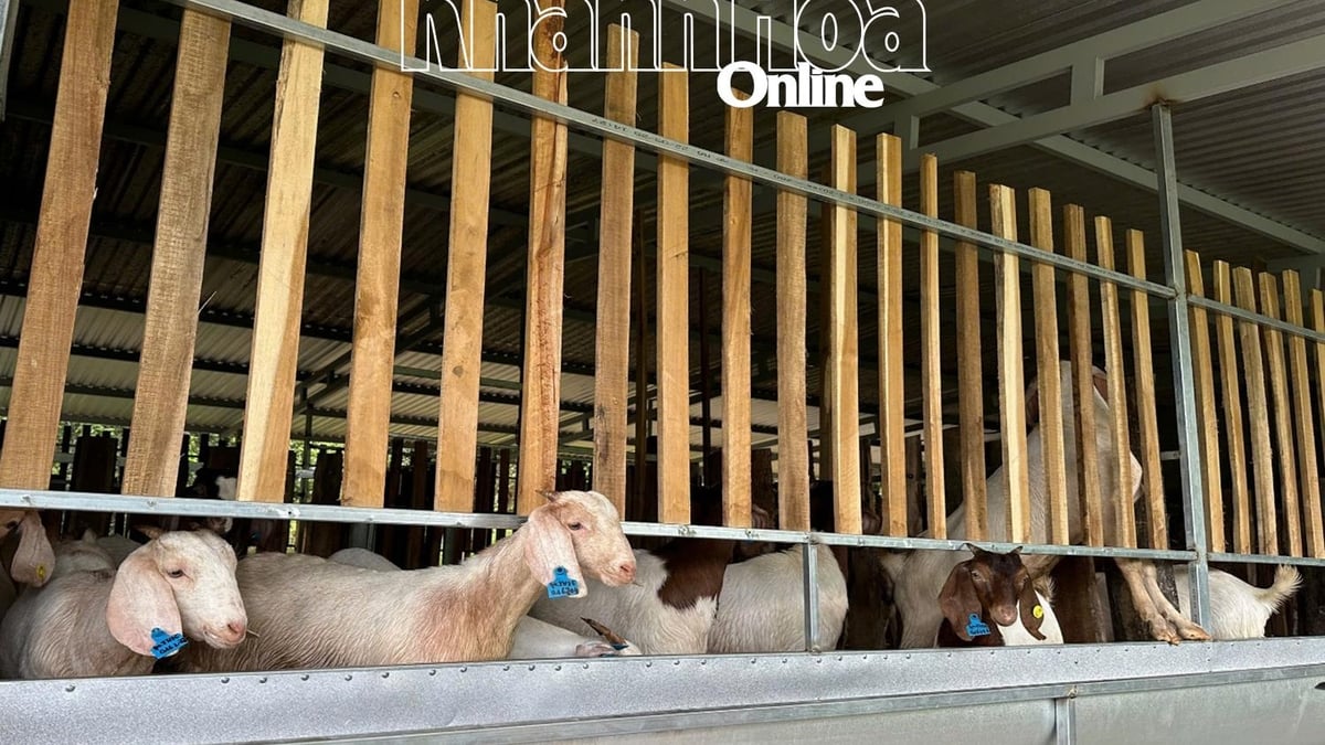 タイ・カン・ヴィン村：ヤギ飼育モデルの導入