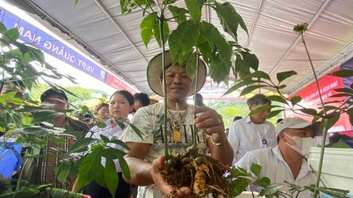 Da Nang plans to move the Ngoc Linh Ginseng International Festival to 2026