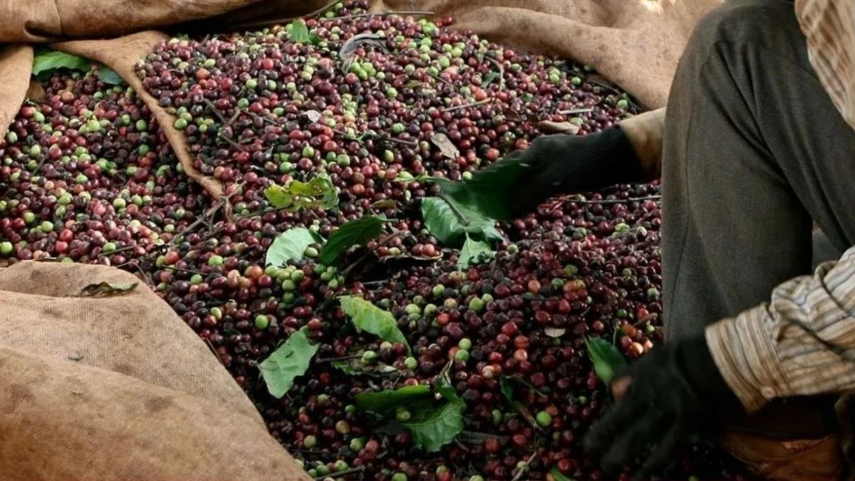 En los primeros seis meses del año, las exportaciones de café de Vietnam alcanzaron los 5.450 millones de dólares.