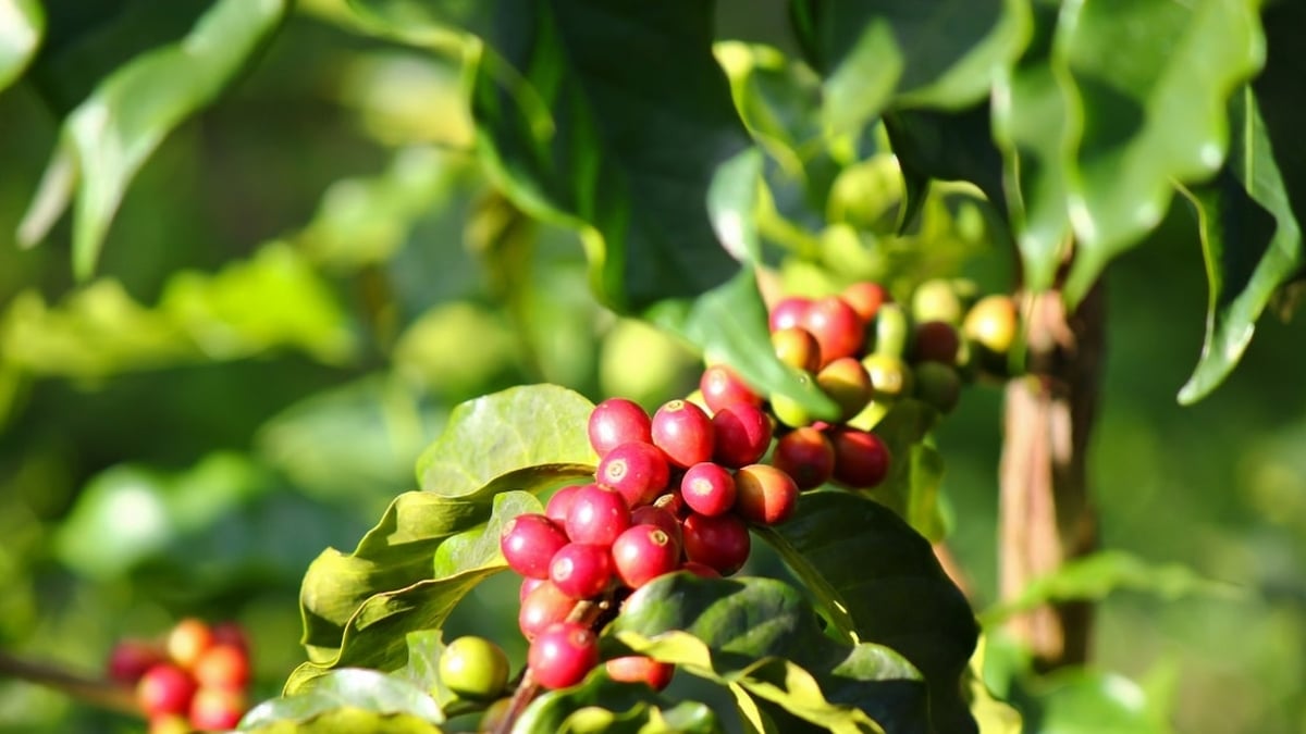 Kaffeepreise heute, 18. Juli: Inländische Kaffeepreise leicht gestiegen, Weltkaffeepreise gleichzeitig gesunken
