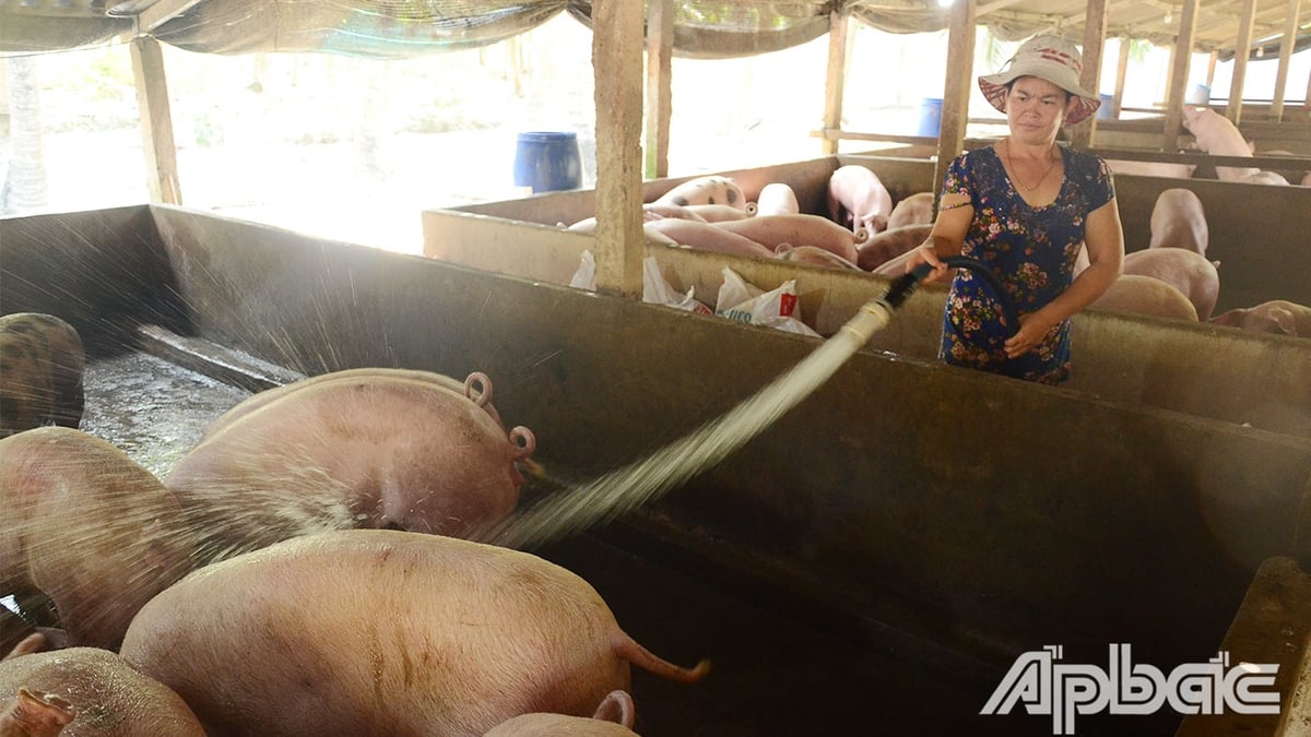 Pig and breeding pig prices drop sharply