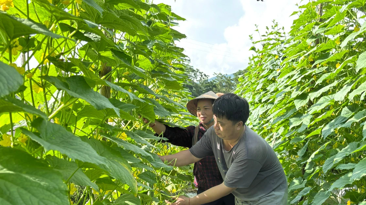 Los agricultores de la comuna de Nghia Do cosechan pepinos según el modelo de vinculación.