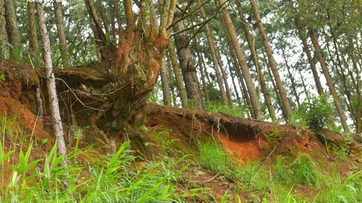 Zitternd unter den Hügeln, die in Da Lat auf den Einsturz warten
