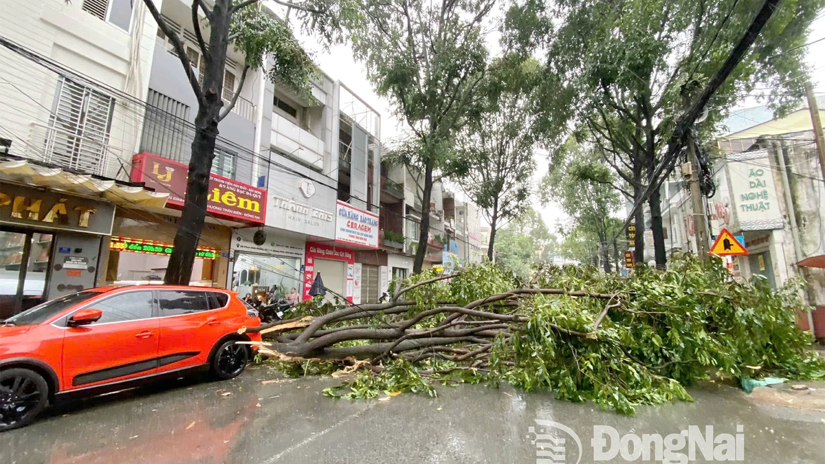 Heavy rain and thunderstorms due to storm No. 3, fallen trees blocking roads in some central wards