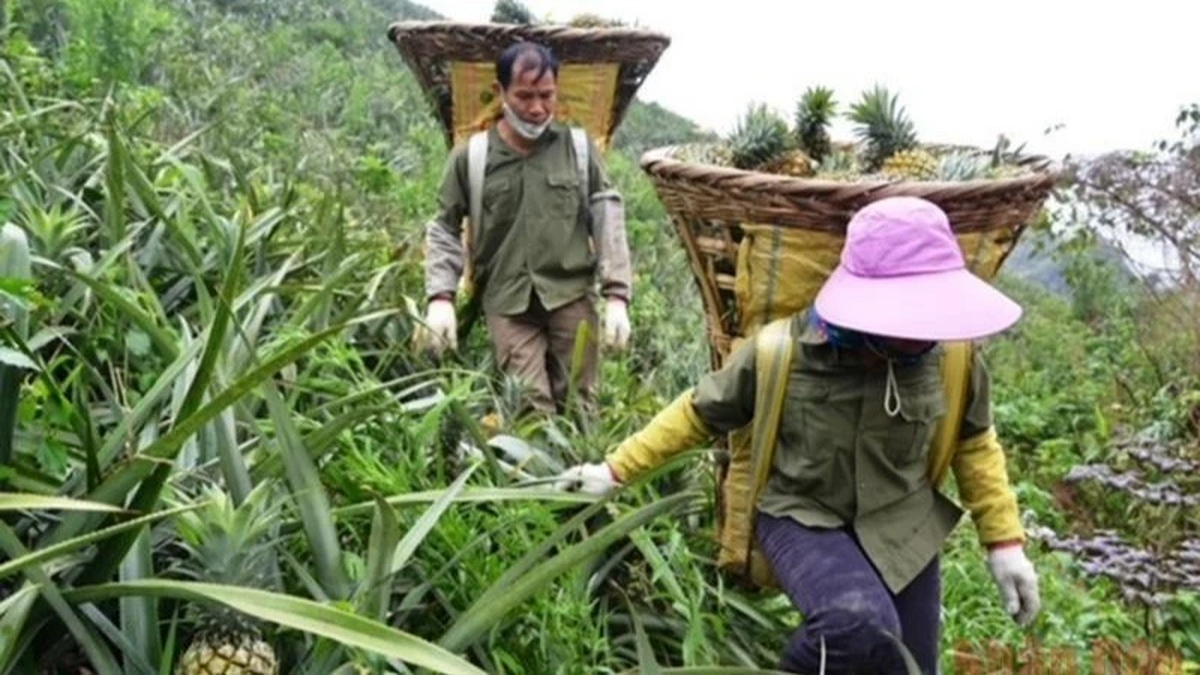 Vietnamese pineapples have a wide path to export: Need a methodical strategy to reach the billion-dollar milestone