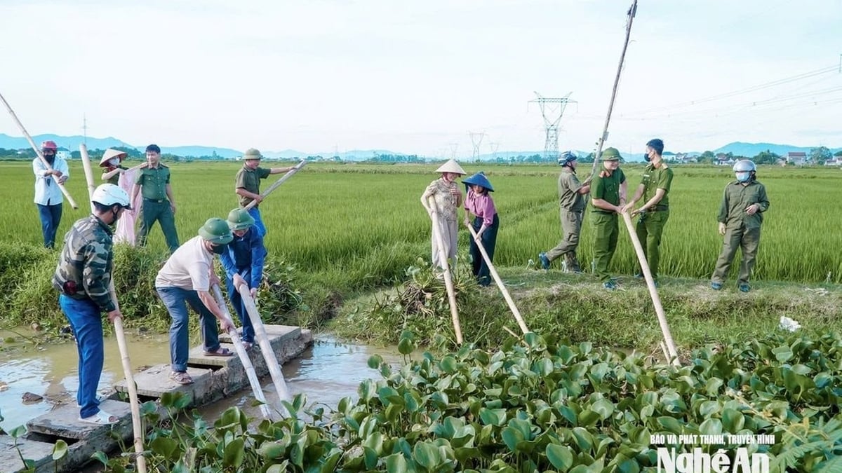 Als Reaktion auf Sturm Nr. 3 wurden in vielen Ortschaften in Nghe An dringend Wasserhyazinthen geborgen, um eine rechtzeitige Entwässerung zu gewährleisten.