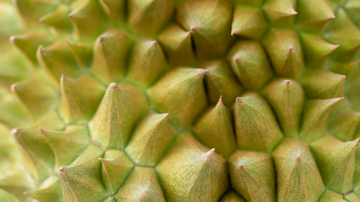 Precio del durian hoy, 22 de julio: Muchos lugares perdieron el precio máximo de 95.000 VND/kg, extendiendo la racha de caídas.