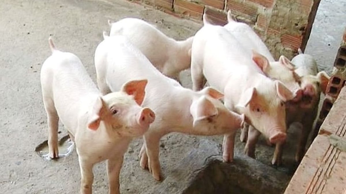 Prix du porc au 22 juillet 2025 : forte baisse à l'échelle nationale