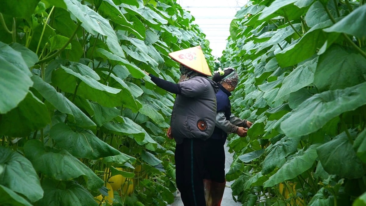 Tan Minh Duc Cooperative reagiert proaktiv auf Sturm Nr. 3