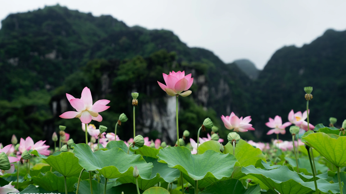 Mùa sen nở rộ thu hút du khách đến với vùng non nước hùng vĩ Ninh Bình