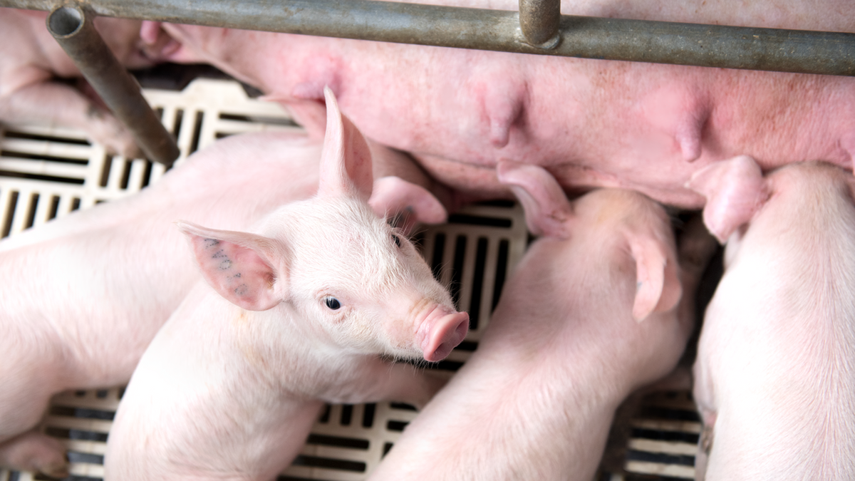 Pig price today July 26, 2025: Deep decrease, bottoming out at 59,000 VND/kg