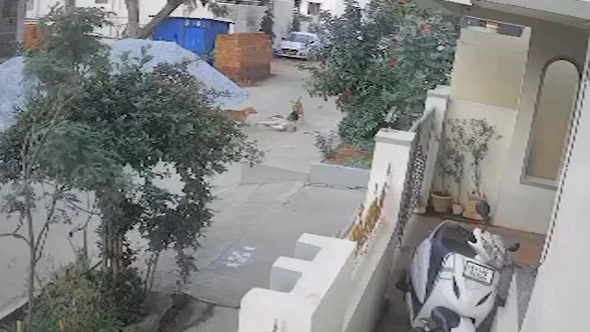 Beim Spielen in einem Wohngebiet wurde ein kleines Mädchen von einem streunenden Hund angegriffen.