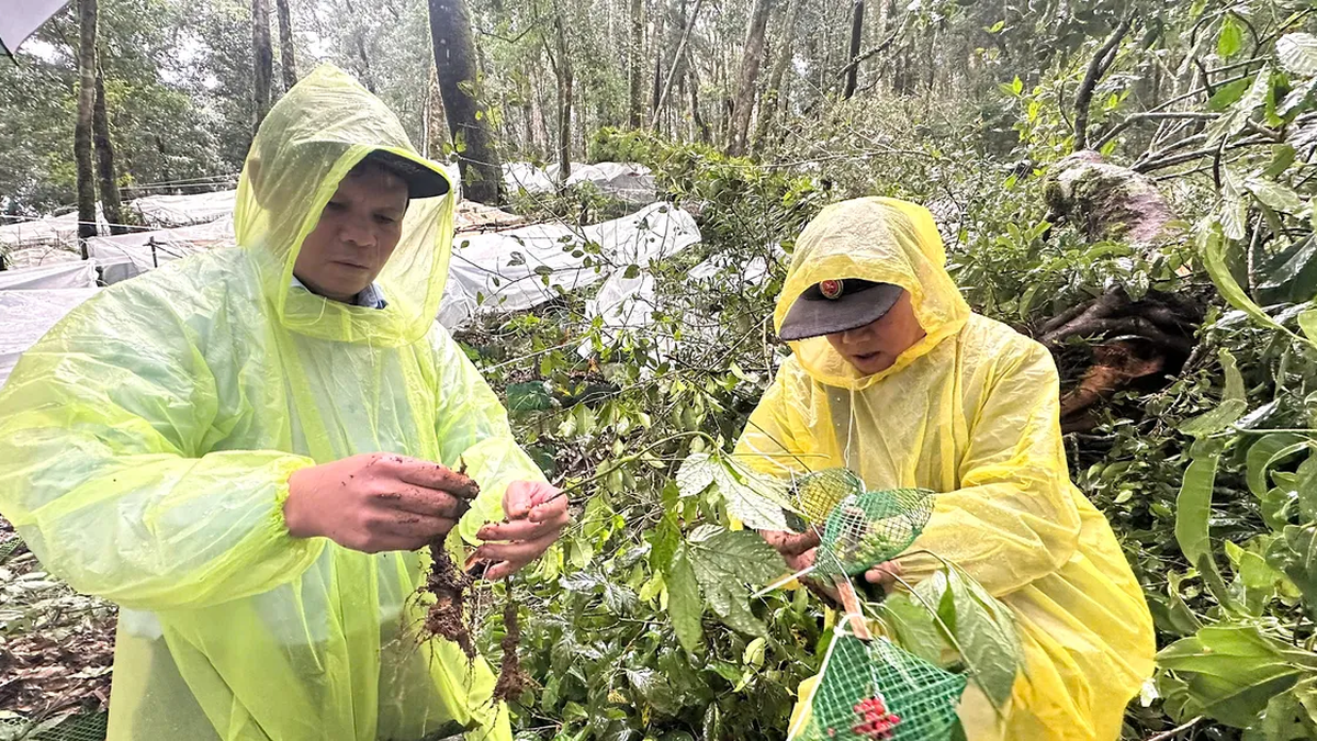 Der stellvertretende Sekretär des Parteikomitees der Provinz Quang Ngai durchquert den Wald, um die Wiederherstellung des vom Sturm zerstörten Ginsenggartens von Ngoc Linh anzuleiten