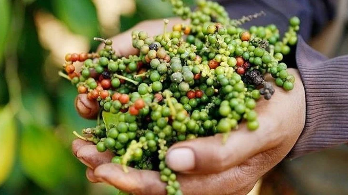 Le poivre de Gia Lai a baissé de 500 VND/kg le 26 juillet, les autres localités ont stabilisé les prix