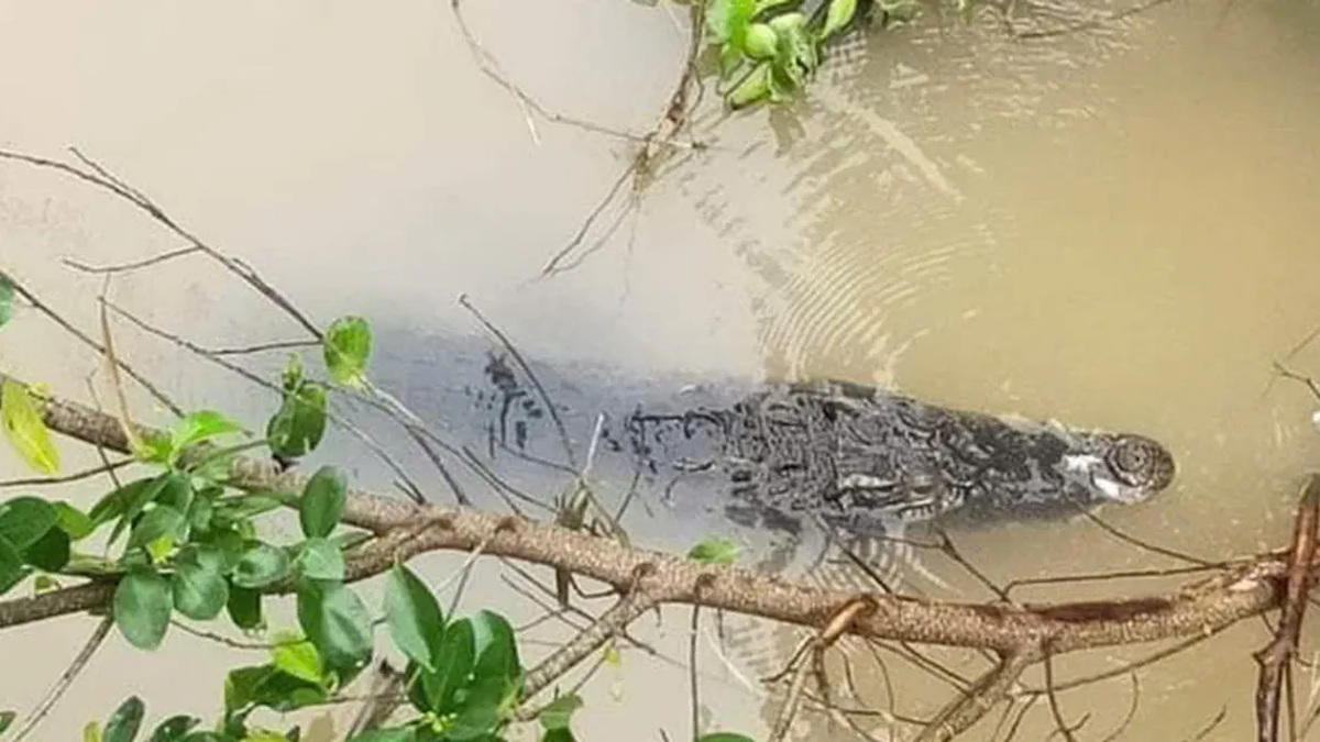 Ca Mau : À la recherche d'un crocodile échappé à Kinh Hoi