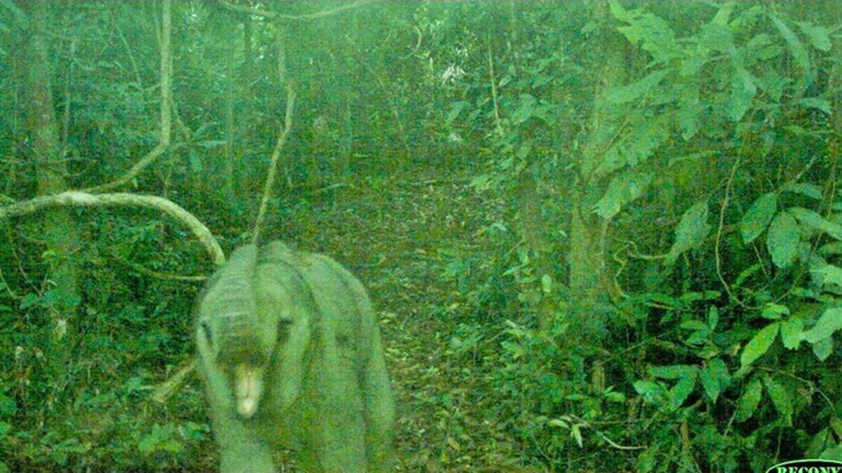 Un éléphant nouveau-né découvert dans une forêt à usage spécial à Da Nang
