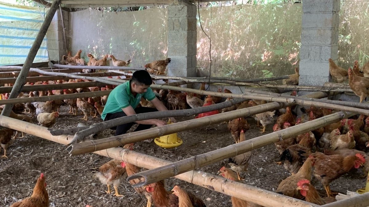 Soutien à la mise en œuvre de quatre modèles de vulgarisation agricole - Cao Bang Electronic Newspaper