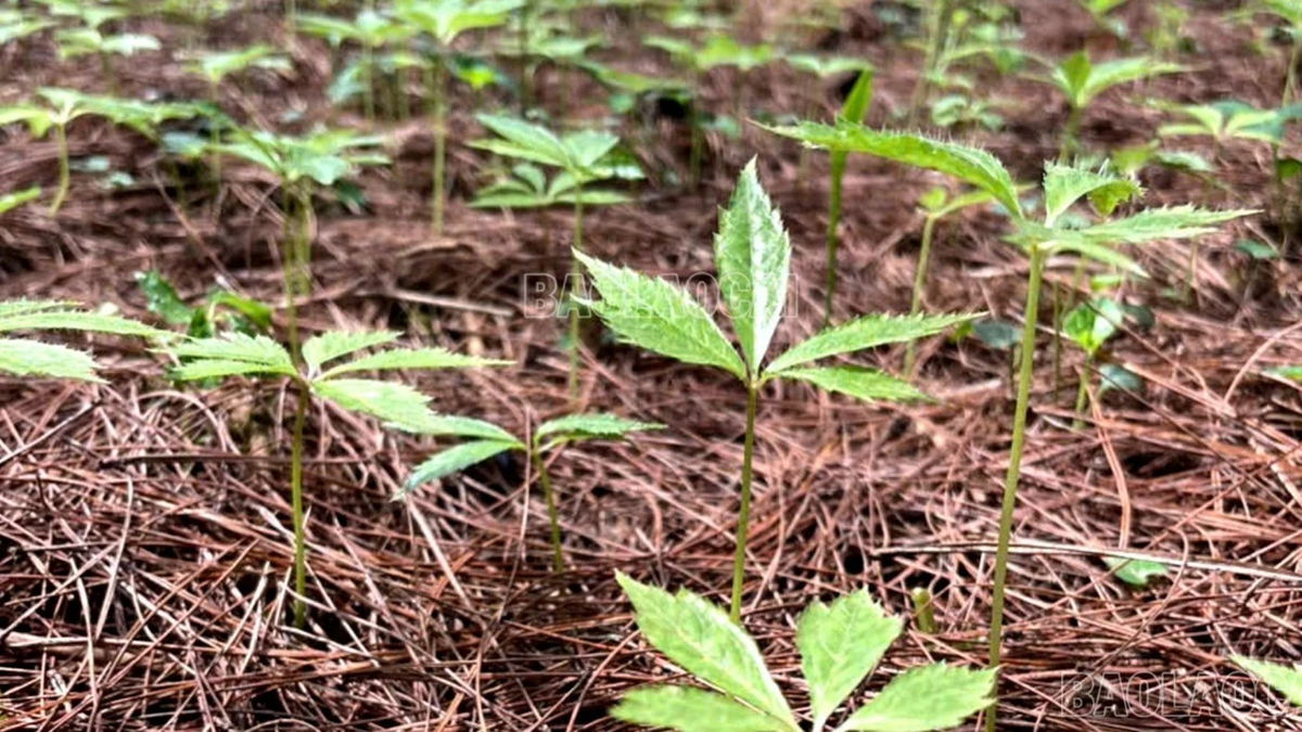 Simacai produces more than 10,000 Panax pseudoginseng seedlings in preparation for the new crop in 2025.