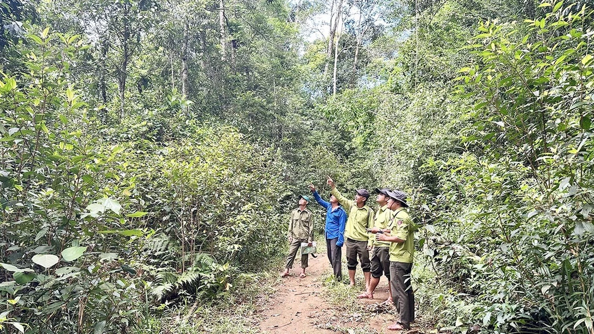 Forest allocation to people: Attaching responsibility, keeping green