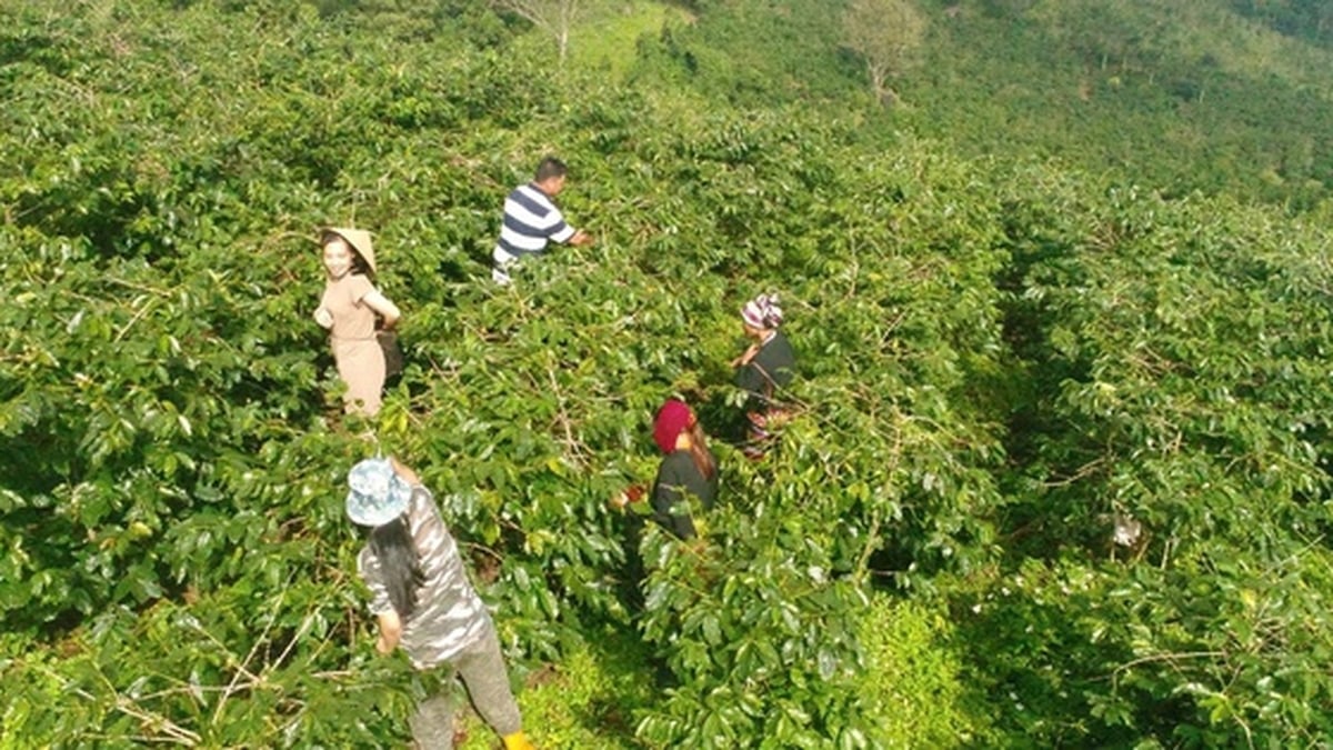 Khe Sanh (Quang Tri) – Where each coffee bean carries the 'soul' of the land and people