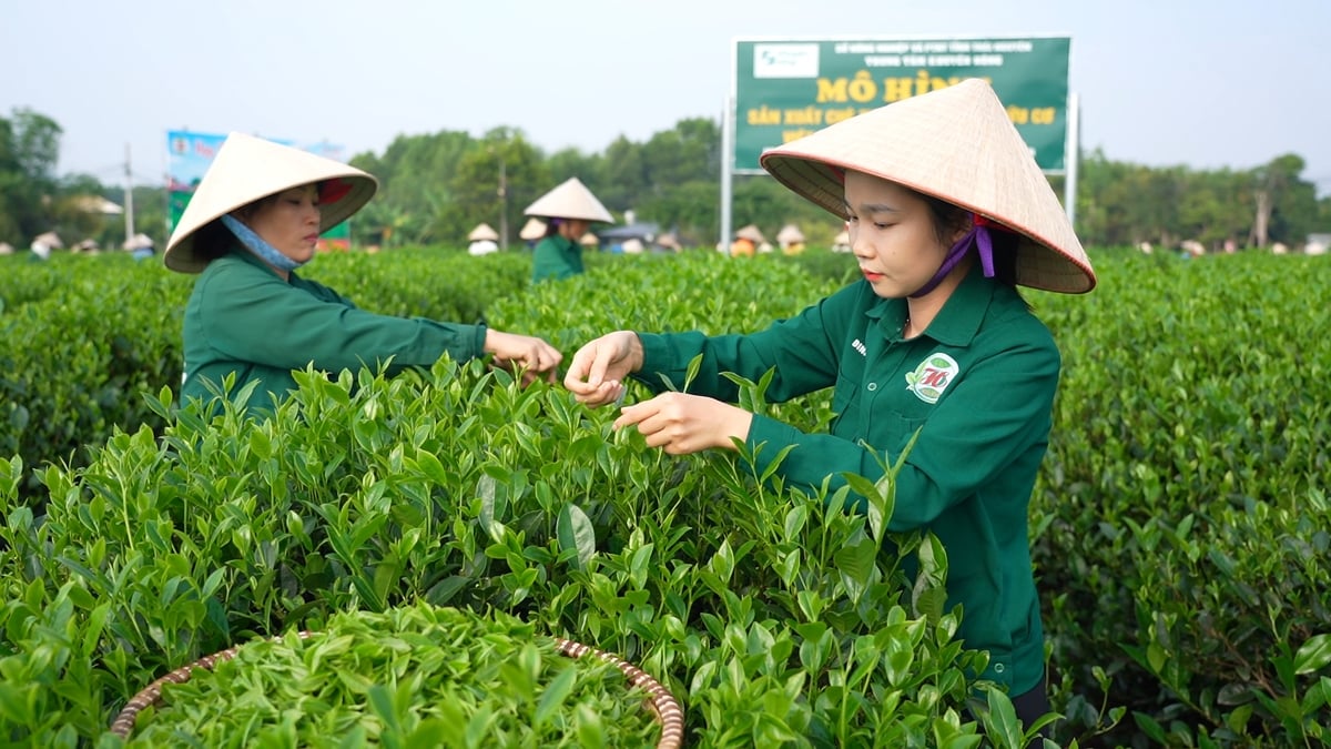 Promoción del turismo agrícola asociado a la cultura del té
