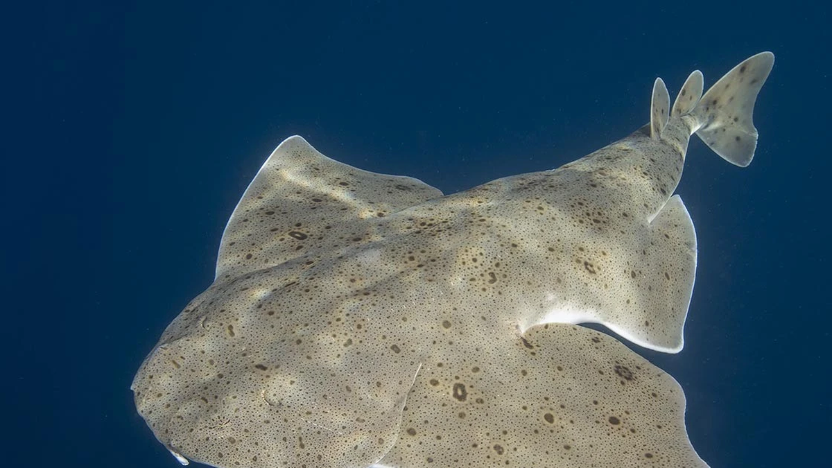 Seltener Engelhai erstmals in der Cardigan Bay gefangen