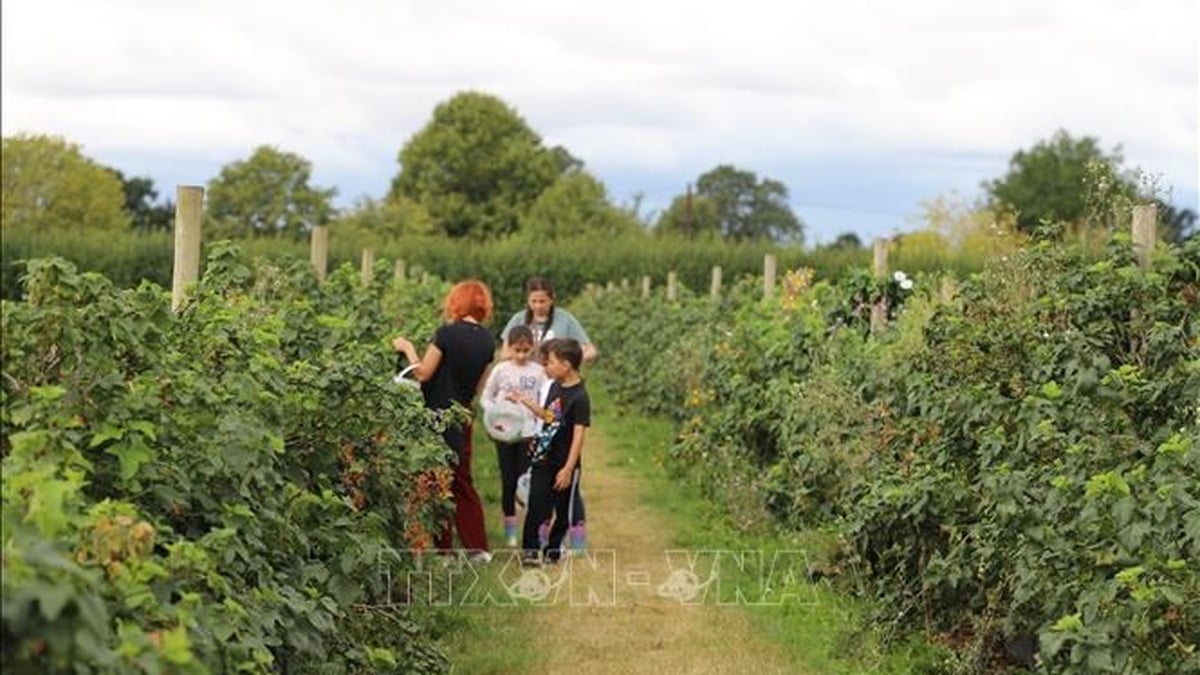 Explore rural English life at Copas Farm