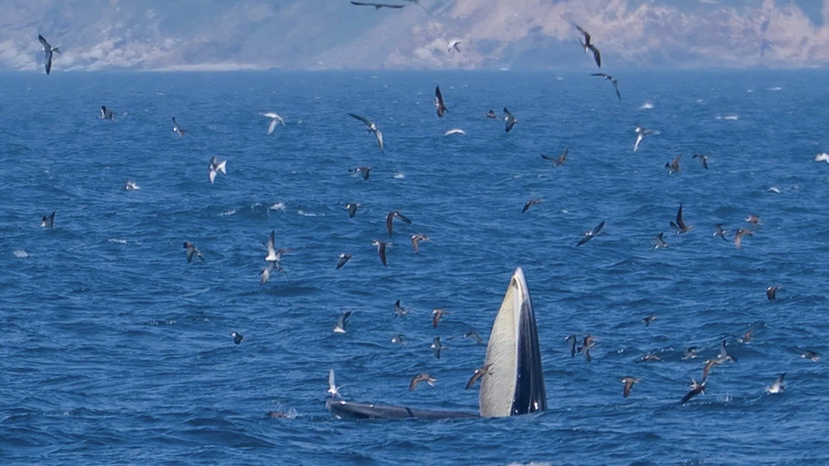 Le Conseil de gestion de la baie de Nha Trang demande aux organisations et aux particuliers de se coordonner pour protéger les baleines apparaissant dans la zone maritime de l'île Hon Mun.