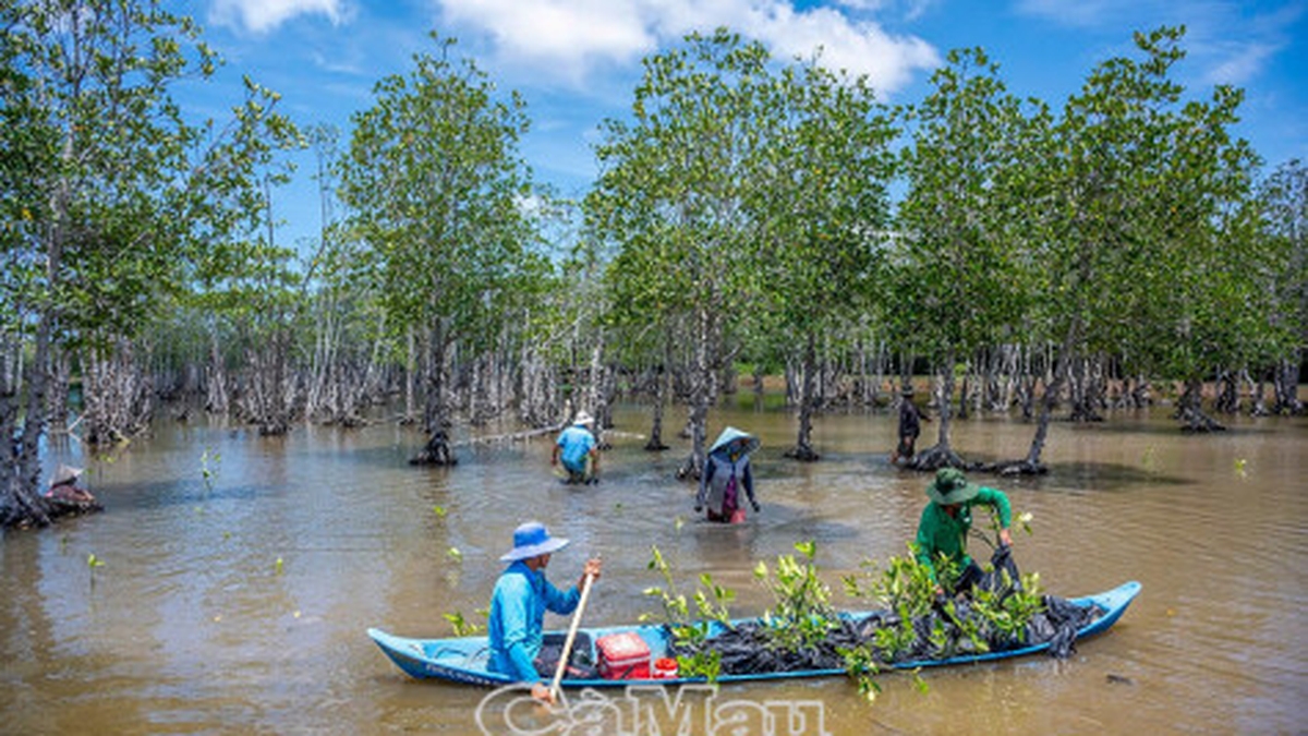 Efforts to revive coastal protection forests and adapt to climate change