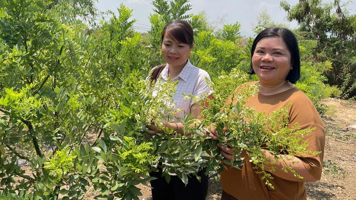 نشر نموذج لزراعة 3 هكتارات من النباتات الطبية Solanum procumbens في بلدية فو ثين