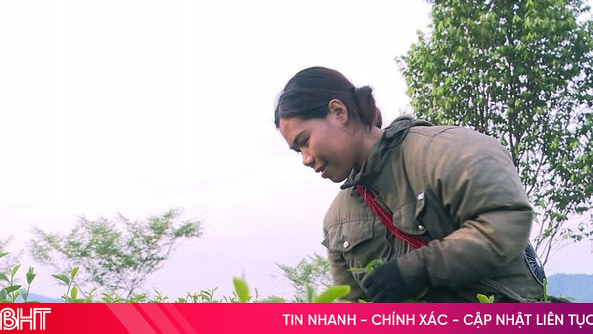 Harvesting tea in the middle of summer, a rare event in Ha Tinh