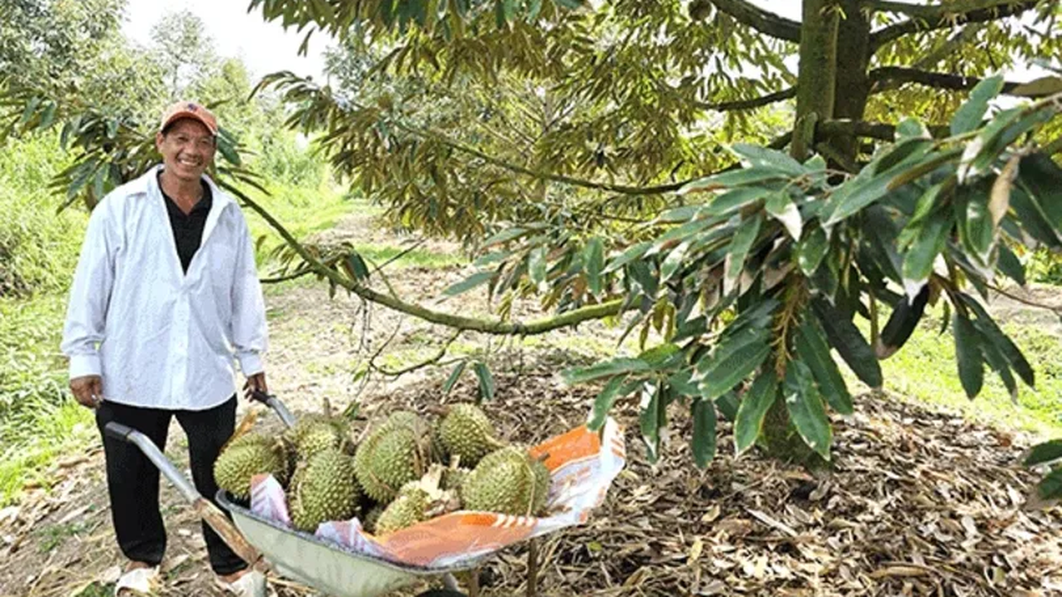 Se han otorgado códigos de área de cultivo para 9.383 hectáreas de árboles frutales.