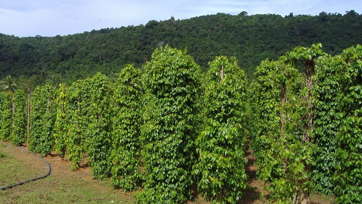 Precio del pimiento hoy 09/07/2025: fuertes caídas dispersas