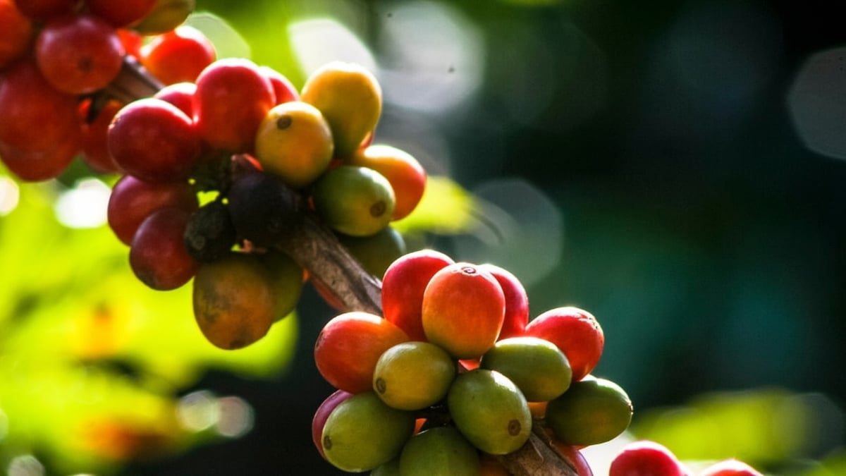 Precio del café hoy 09/07/2025: El precio del café de las Tierras Altas Centrales cae drásticamente, solo 92.300 - 92.800 VND/kg