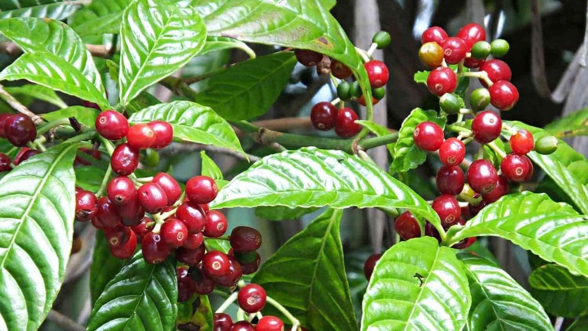 Precio del café hoy 09/07/2025: Fuerte caída hasta el mínimo