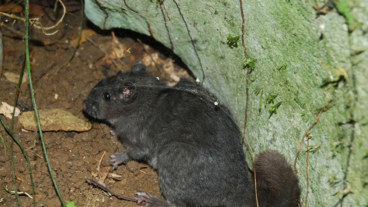 クアンチ省：1100万年前に絶滅したと考えられていたネズミ種のライブ映像を録画
