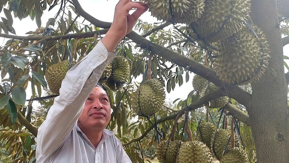 Durian-Anbauer haben aufgrund des schlechten Wetters mit Schwierigkeiten zu kämpfen