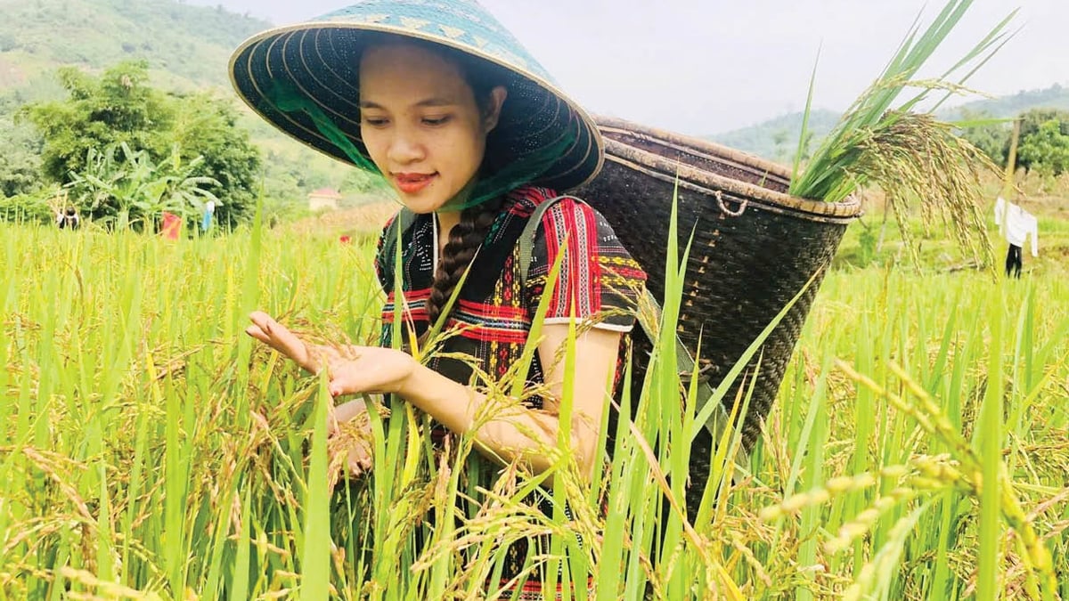 Llevar el excedente de arroz a los campos inundados