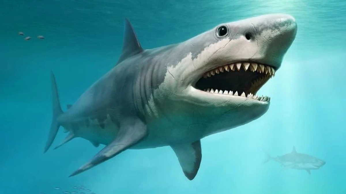 តើត្រីឆ្លាមយក្ស Megalodon ពិតឬគ្រាន់តែជារឿងព្រេងសមុទ្រ?