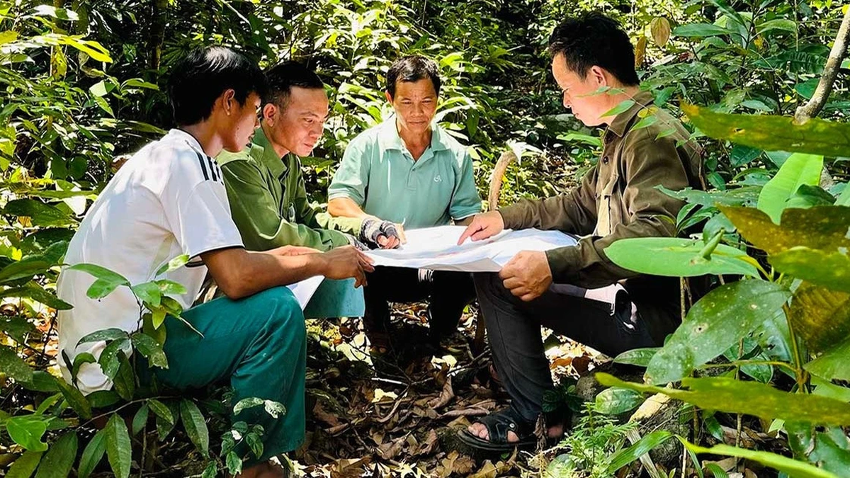 Double benefits from forest contracting in Canh Lien
