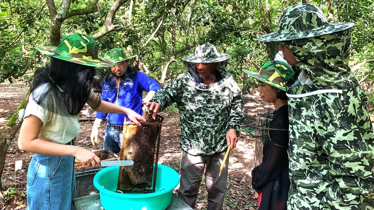 បទពិសោធន៍ប្រមូលផលទឹកឃ្មុំនៅលើកោះ Son Islet