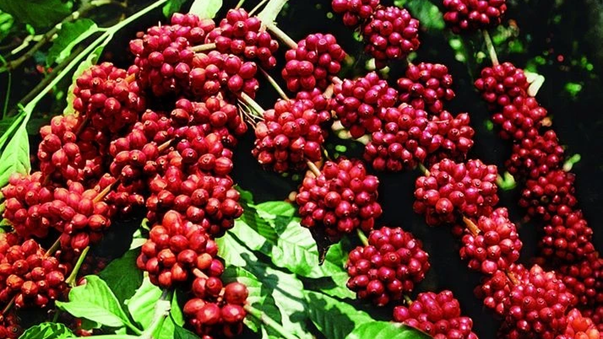 Coffee prices continue to increase sharply, climbing to 117,500 VND/kg on August 17.