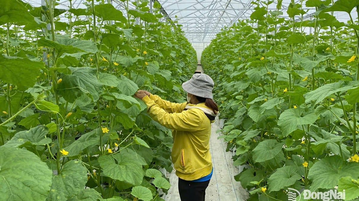 Dak Lua 외딴 지역 공동체가 지속 가능한 새로운 농촌 지역을 개발합니다.