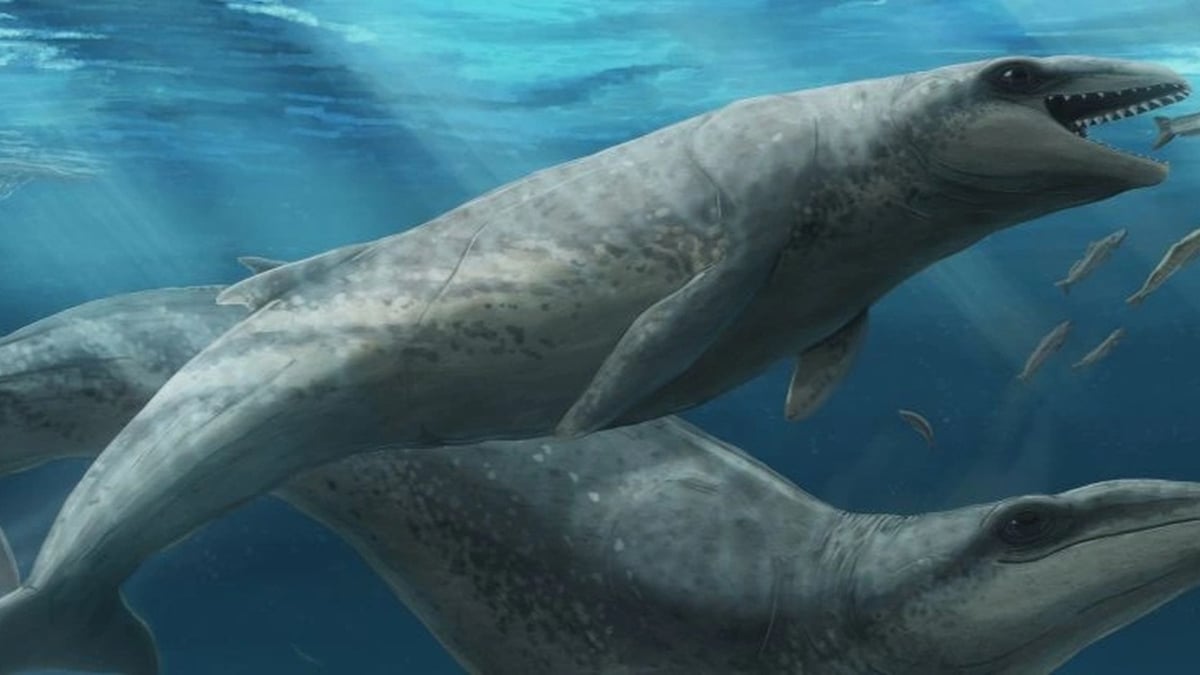 Découverte d'une baleine de taille humaine
