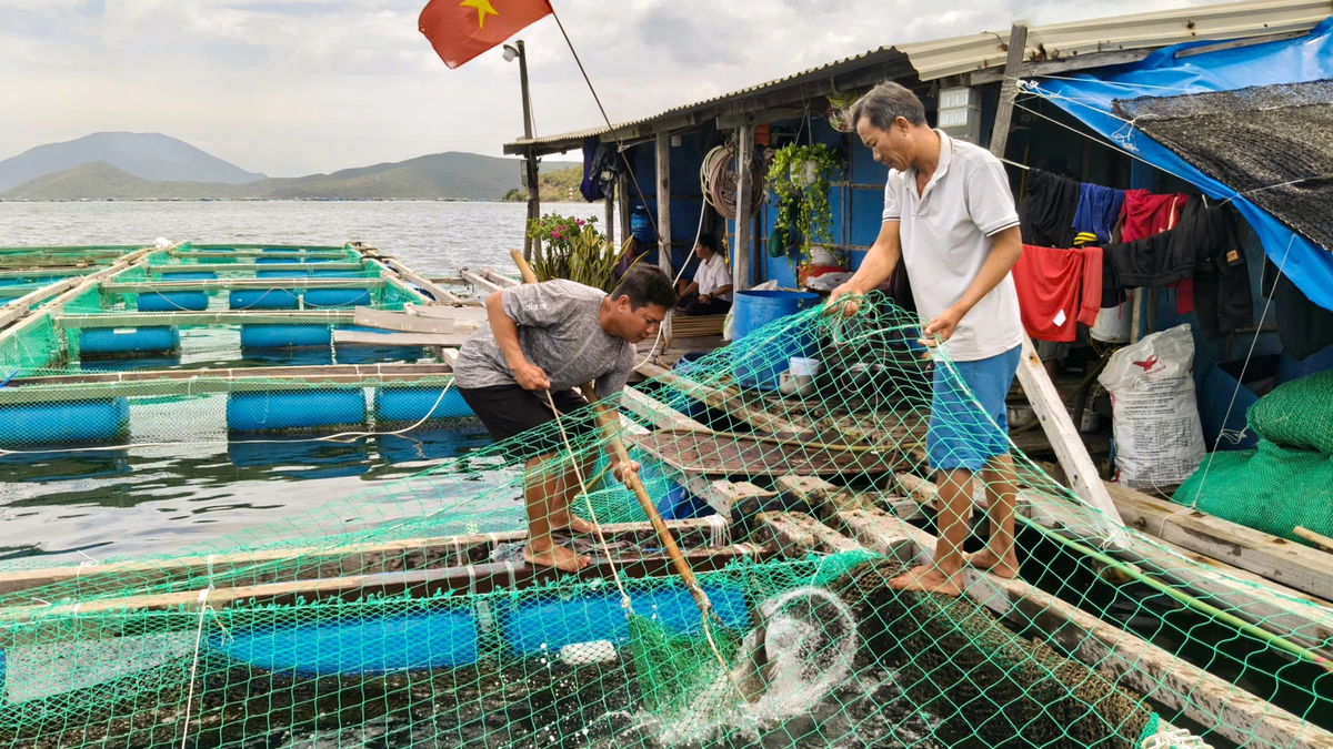 Agricultura en Khanh Hoa: Muchos puntos brillantes en producción de alta tecnología y cultivo marino