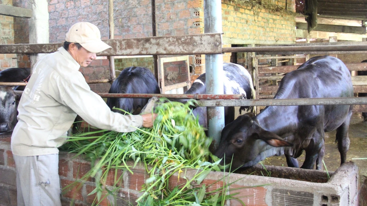 Proactively care for and protect livestock during hot weather