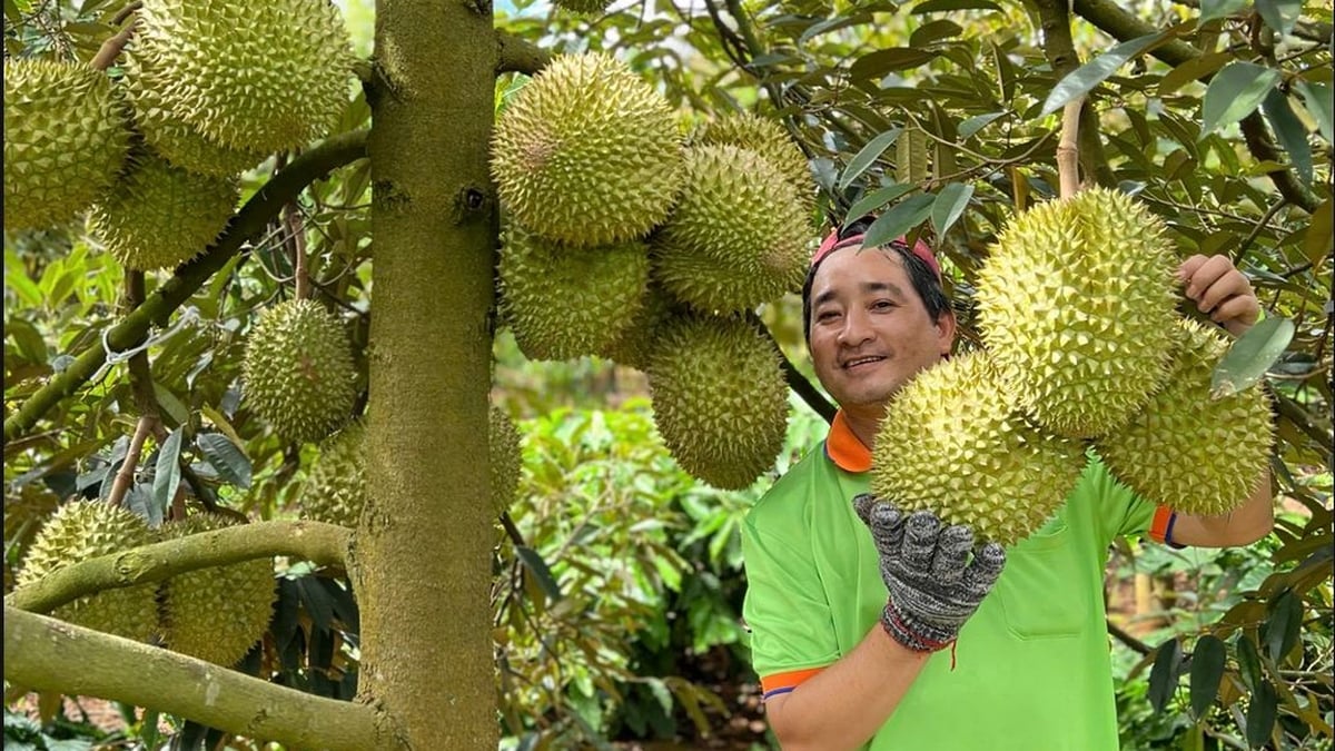 Durian-Exportpreise steigen erneut