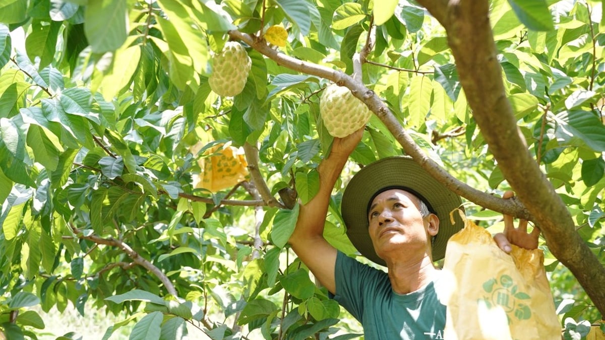 Economic development thanks to custard apples