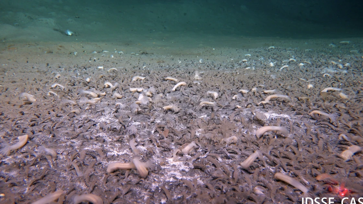 Miraculous discovery: Creature living 10 km below the Mariana Sea level